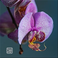 20220506Orchidee3d