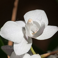20160128OrchideeCiclamini