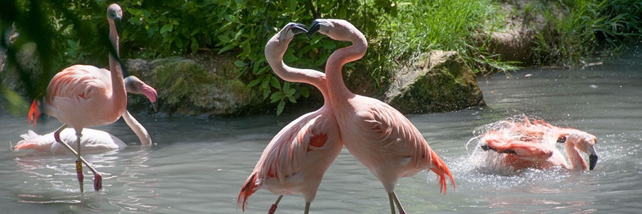 Un giro al Parco Natura Viva .

